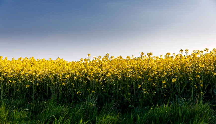 green environmenr